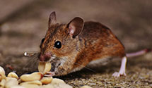 24 Hour & Emergency Exterminators in La Canada Flintridge, CA
